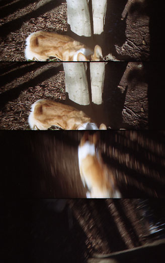 ToyCamera SuperSampler