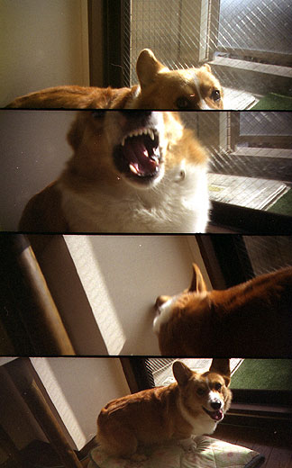 ToyCamera SuperSampler